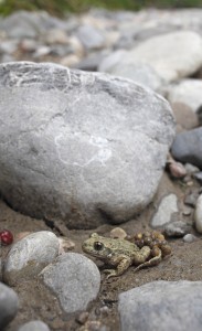 Das Tier des Jahres 2013 braucht zum Überleben geeignete Wasserlebensräume und nahegelegene Trockenstandorte. Bild: Pro Natura / Jan Ryser