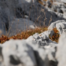 Karst im Durmitor-Nationalpark, Montenegro