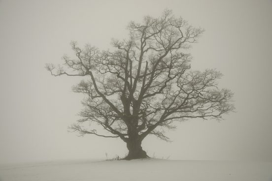 Fog Oak by Sigurd Rage