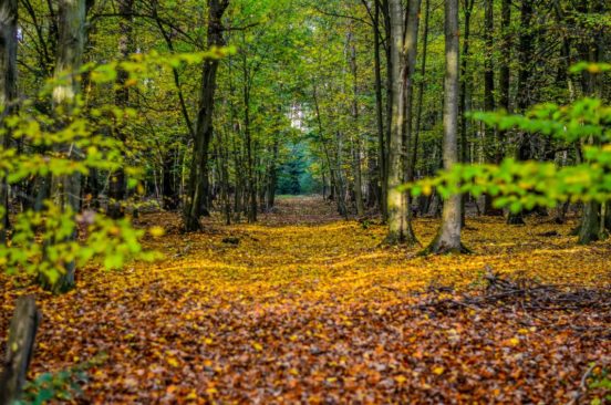 Buchenwald mit vielen verfärbten Blättern am Boden